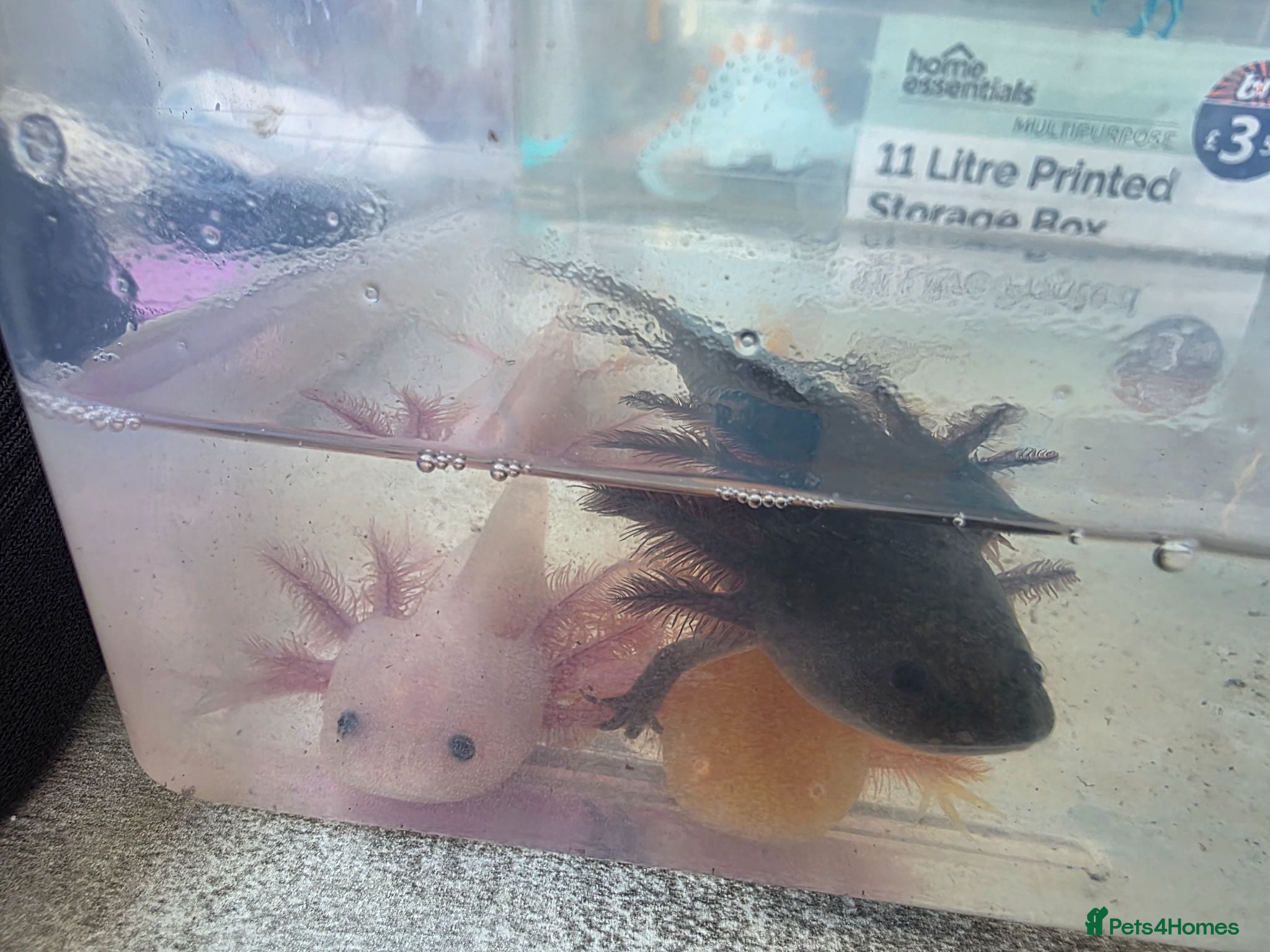 Axolotl reptiles Pink axolotl  - Advert 1