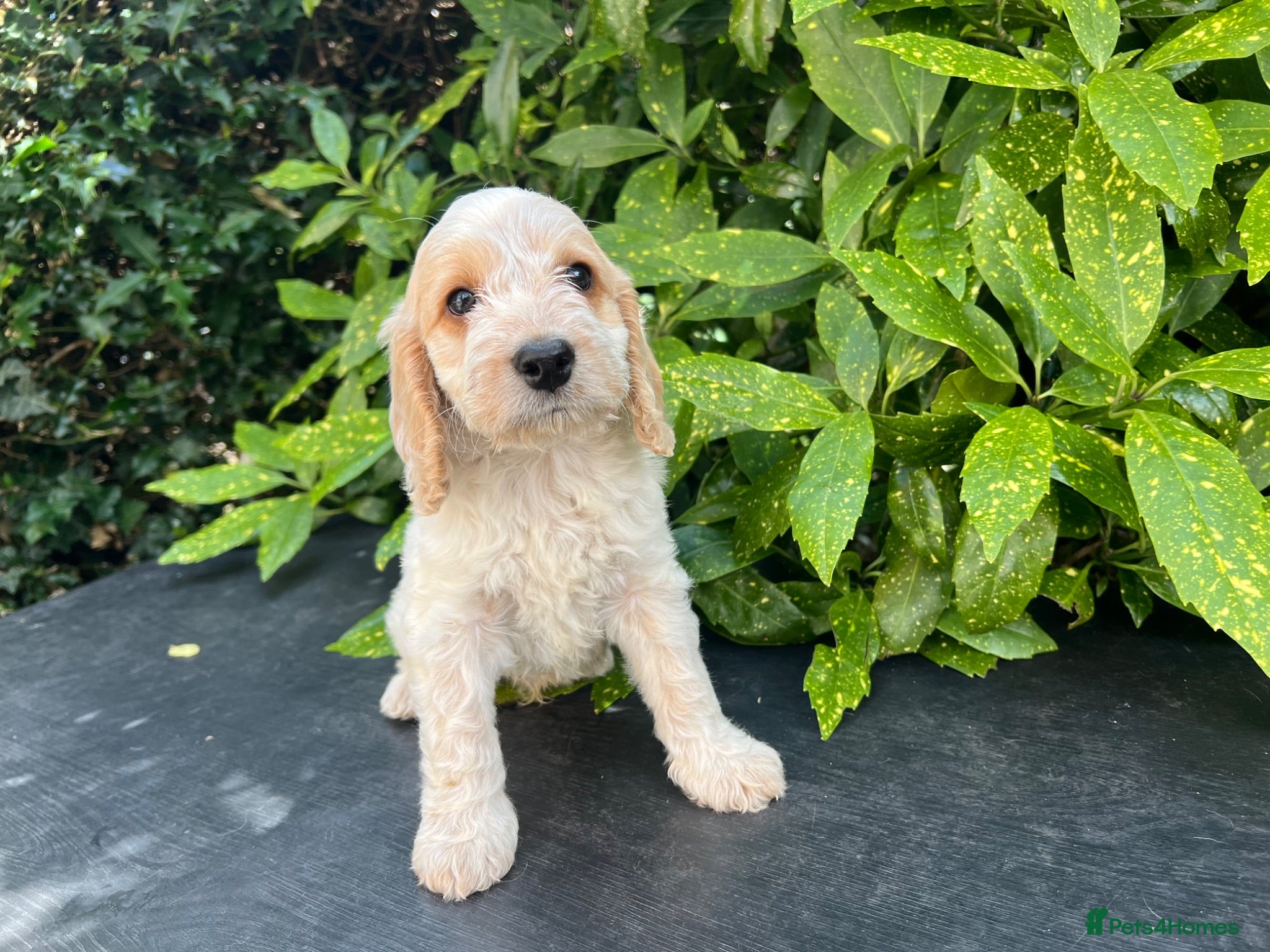 Cockapoo dogs F1 Roan Cockapoo-health tested,full refund guarant - Advert 2