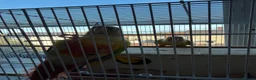 Conures birds for sale: Beautiful Bonded Conure Pair Looking for a Home  in Cardiff - Advert 2
