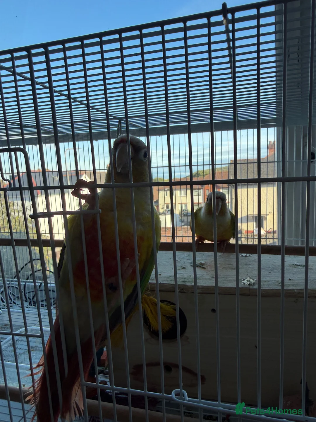 Conures birds for sale: Beautiful Bonded Conure Pair Looking for a Home  in Cardiff - Advert 2
