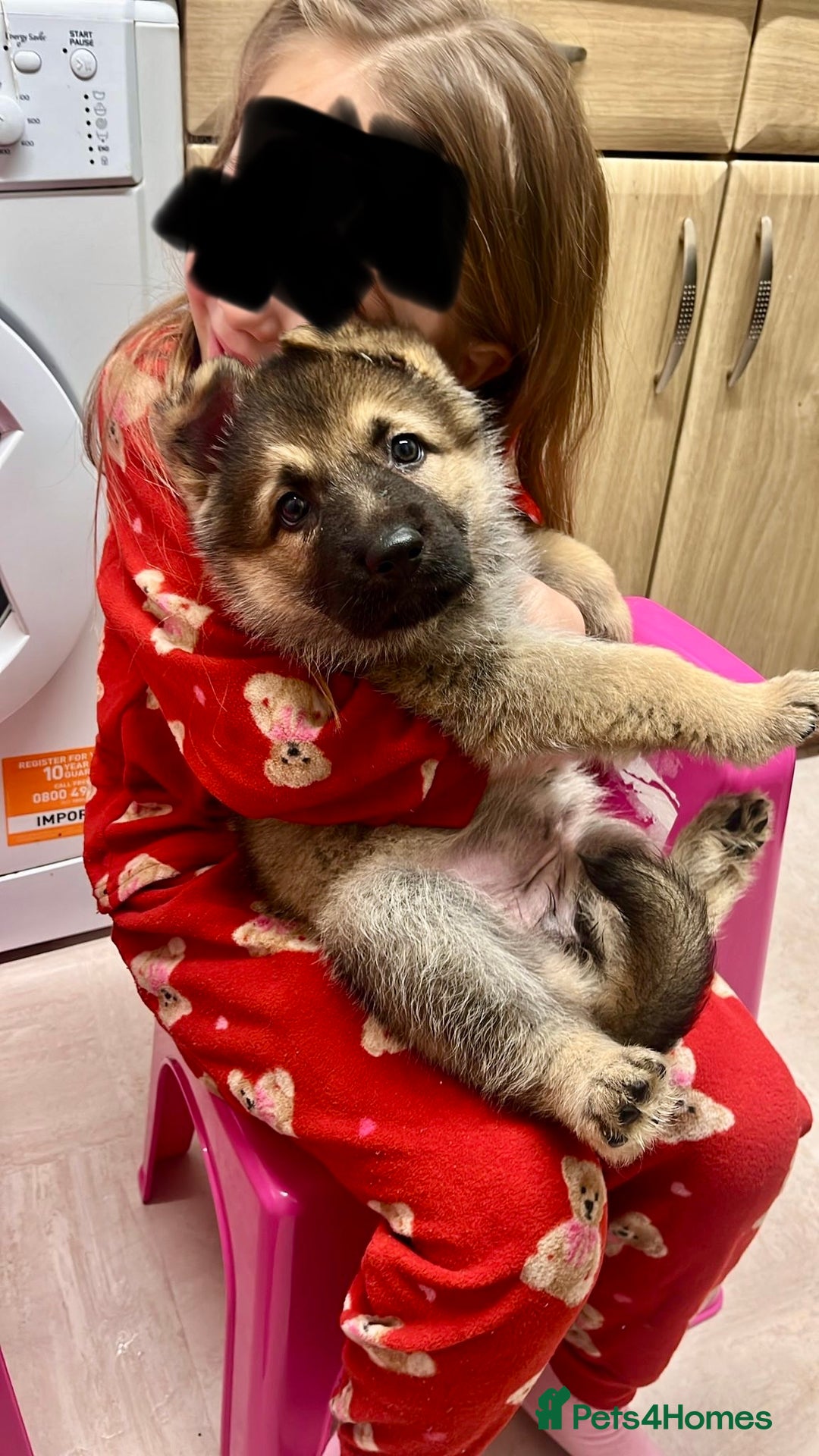 German Shepherd dogs for sale: German shepherd puppy - Advert 4