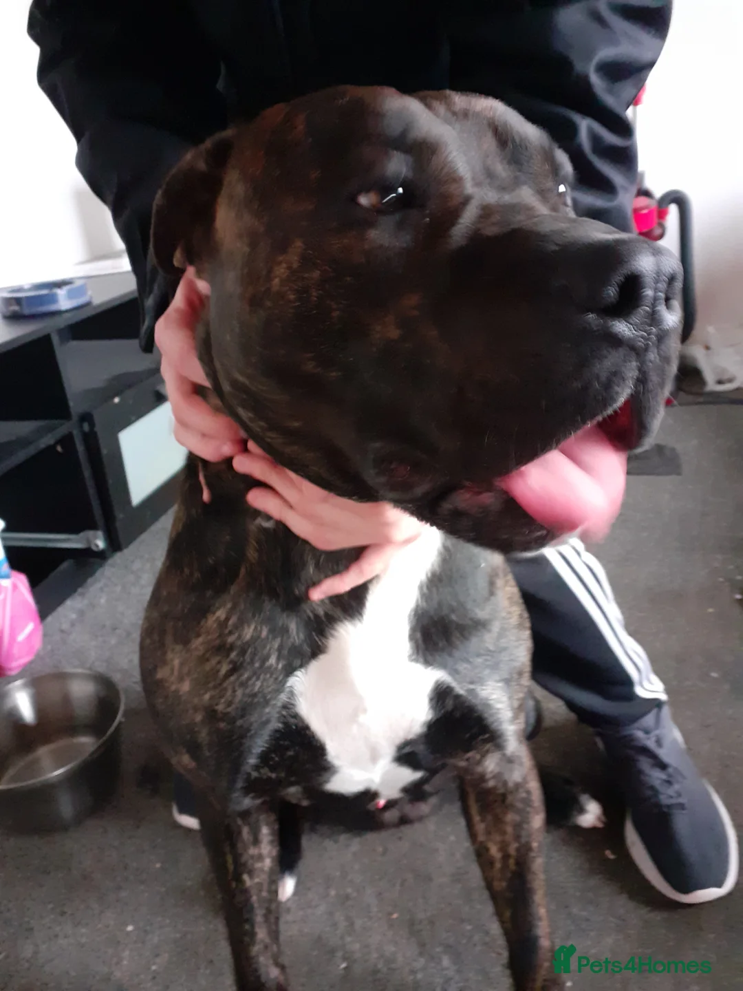 Presa Canario dogs for sale: Tyson in Hawick - Advert 2