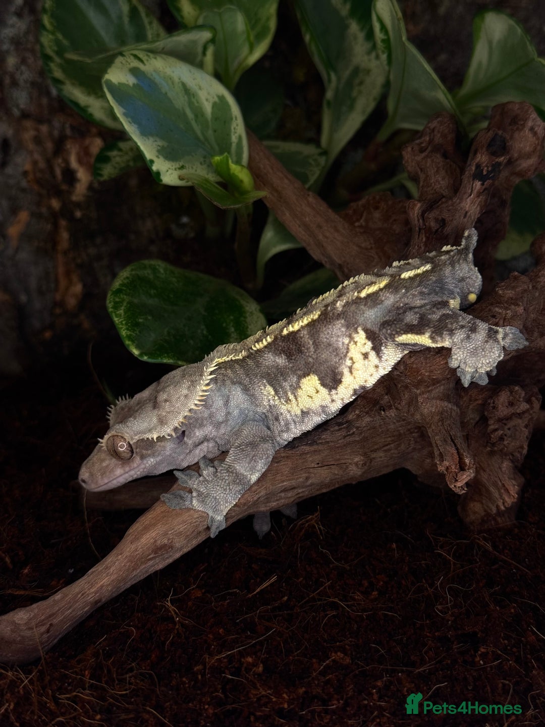 Gecko reptiles for sale: Friendly large Crested Gecko Male - Image 5