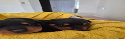Rottweiler dogs for sale: WORLD CHAMPION CHUNKY ROTTWEILERS  - Advert 30