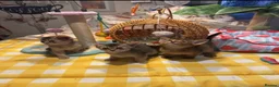 Abyssinian cats for sale: Three Abyssinian sisters looking for a new home - Advert 12
