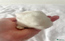 Mini Lop rabbits for sale: Mini lop babies available  - Image 12
