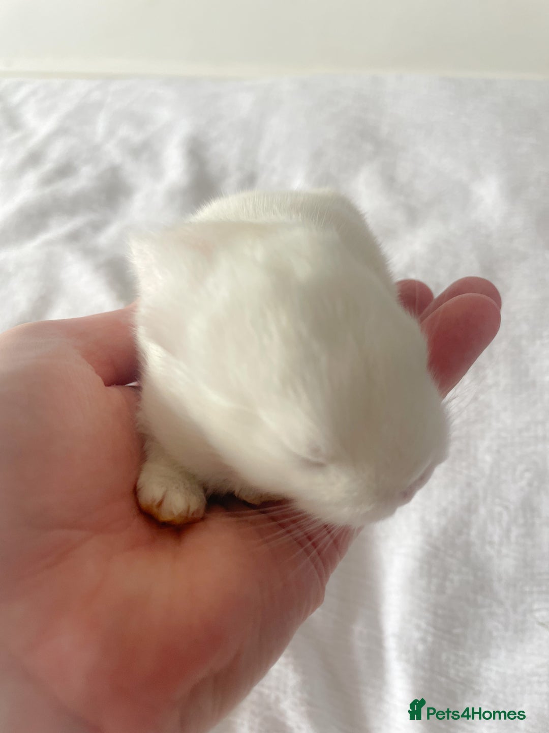 Mini Lop rabbits for sale: Mini lop babies available  - Image 12