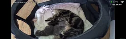 Mixed Breed cats for sale: Tabby kittens - Advert 7