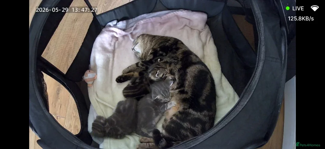 Mixed Breed cats for sale: Tabby kitten and mum - Advert 8