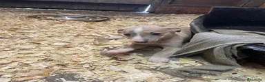 Whippet Puppy 6