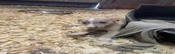Whippet dogs for sale: Stunning litter of Whippets  - Advert 13