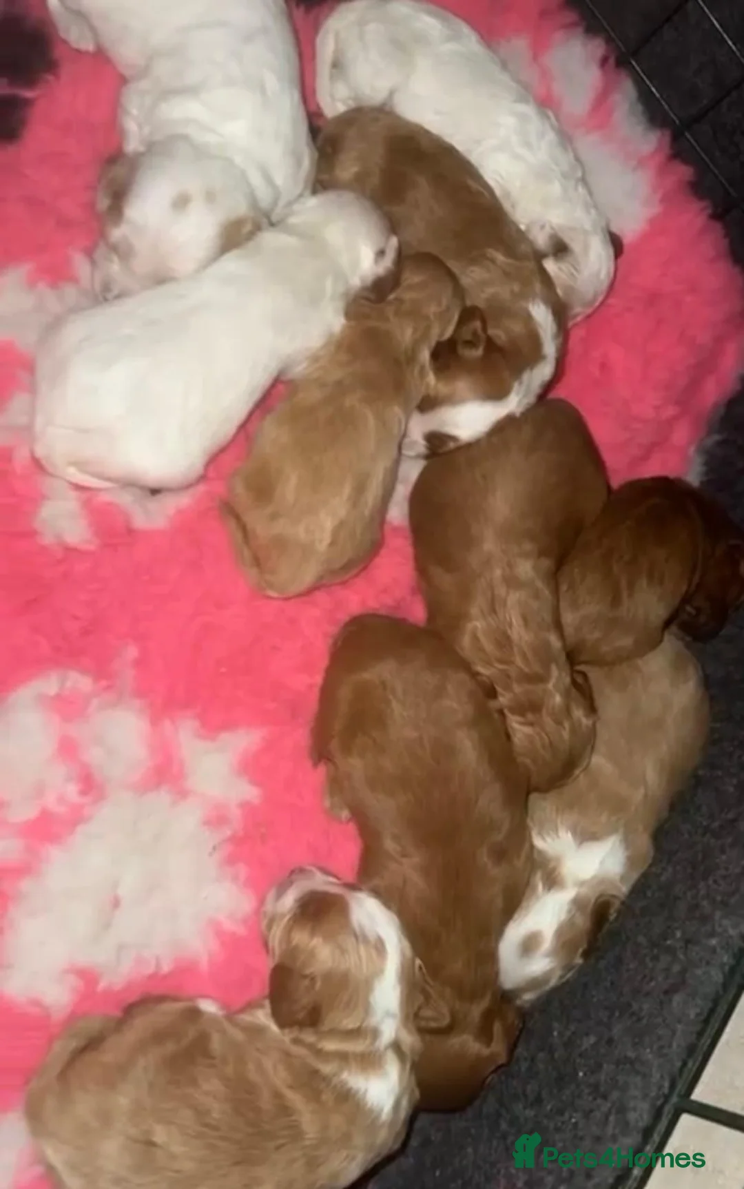 Toy Poodle dogs for stud: Jimmy tuxedo toy poodle  in Blaydon-on-Tyne - Advert 4