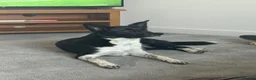 Lurcher dogs for sale: Collie whippet greyhounds - Advert 2