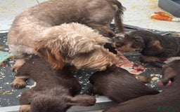 Miniature Dachshund dogs for sale: QUALITY MIN WIRES PRA LAFORCLR KC REG - Image 4