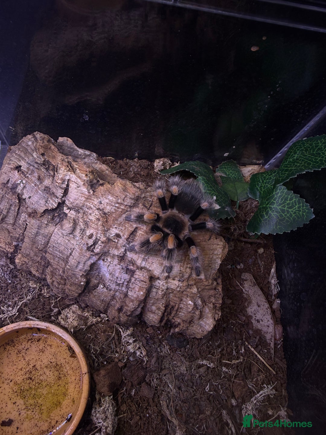 Tarantulas invertebrates for sale: TARANTULAS FOR SALE  - Image 5