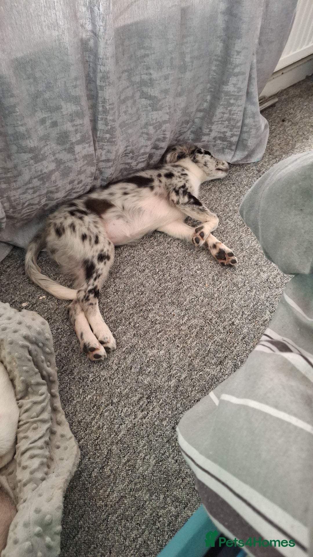 Australian Shepherd dogs for sale: Bluey - Image 5