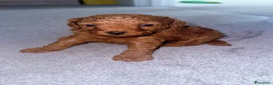 Toy Poodle Puppy 2