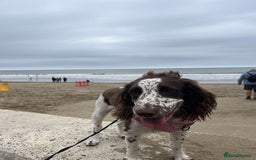 English Springer Spaniel dogs for sale: English springer spaniel  - Image 2