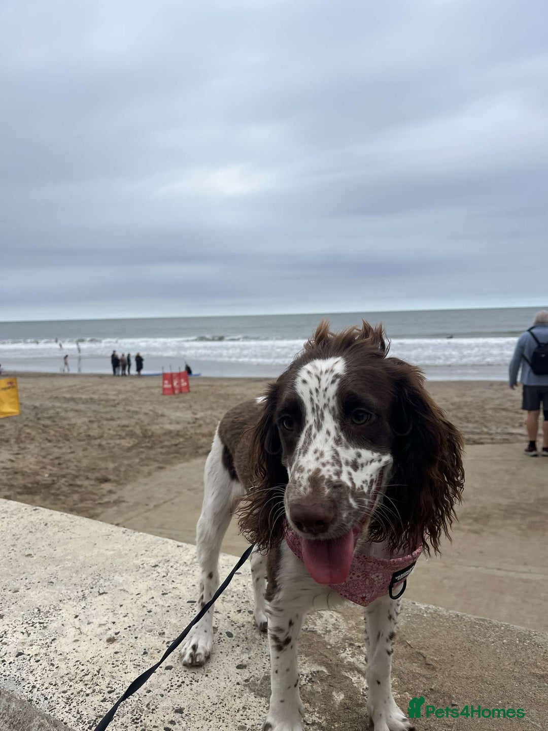 English Springer Spaniel dogs for sale: English springer spaniel  - Image 2