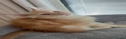 Maine Coon cats for sale: Stunning Maine Coon kittens  - Advert 3