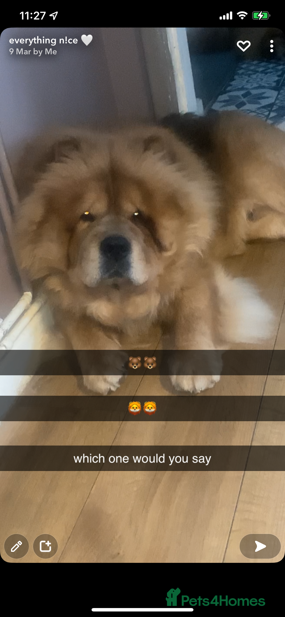 Chow Chow dogs for sale: beautiful chow male - Advert 11