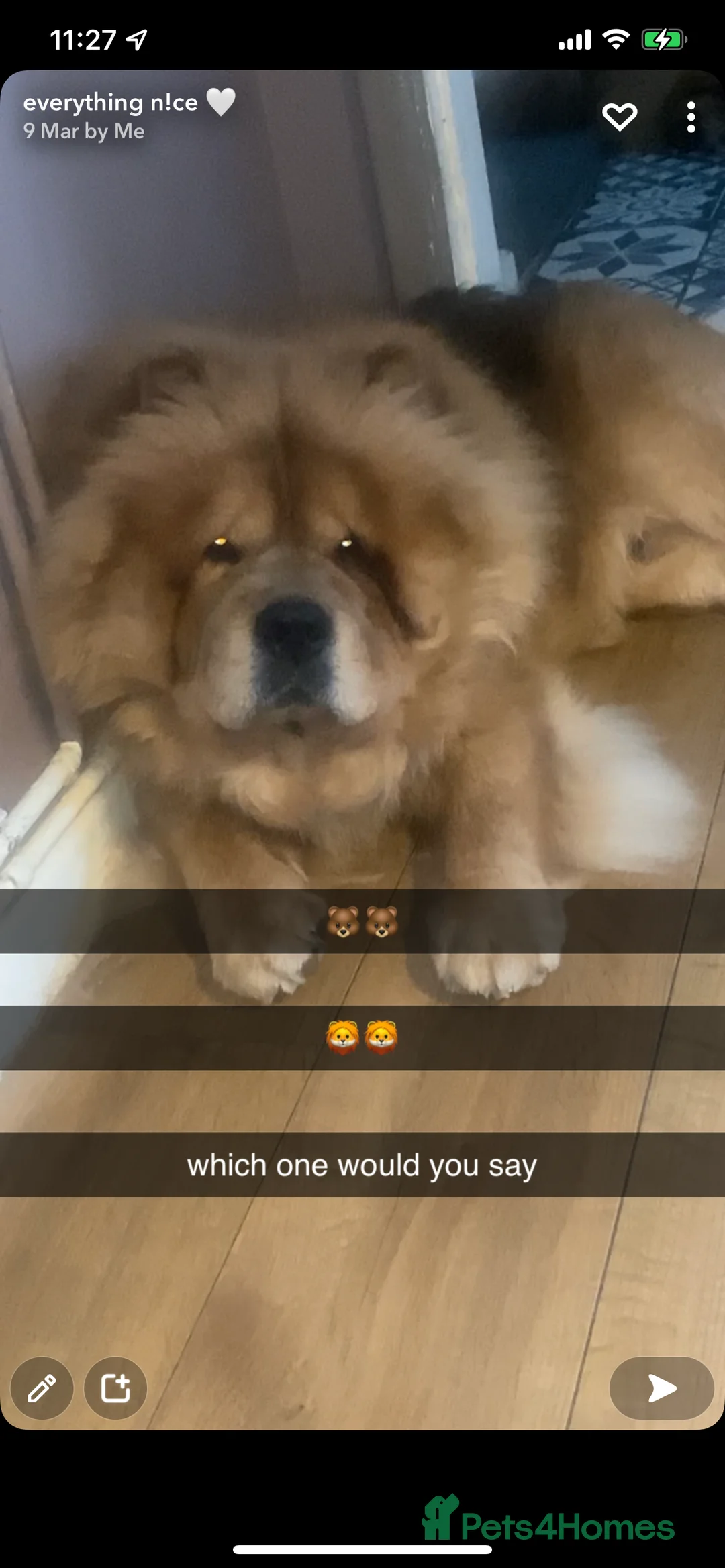 Chow Chow dogs for sale: beautiful chow male - Advert 11