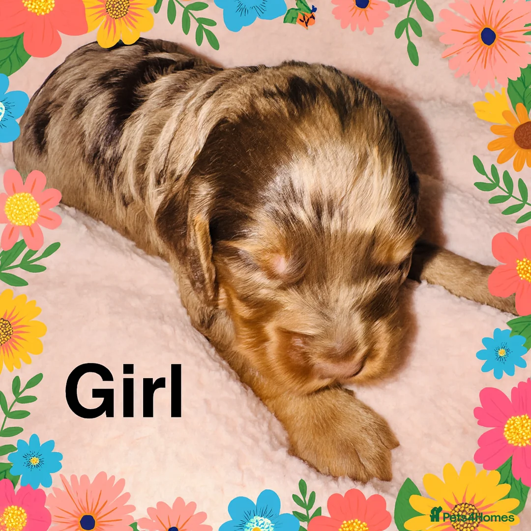 Cockapoo dogs for sale: DNA Tested F1 Rare Merle Cockapoos, Ready 20th Feb - Advert 2