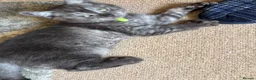 Scottish Fold cats for sale: Reduced in price Scottish fold 1 boy left £275 - Advert 1