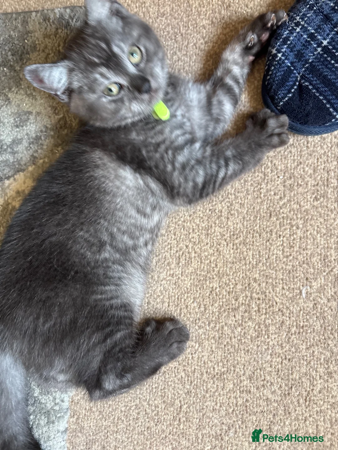 Scottish Fold cats for sale: Reduced in price Scottish fold 1 boy left £275 - Advert 1