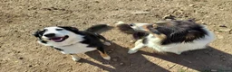 Border Collie dogs for sale: Border Collie Pups - Advert 2