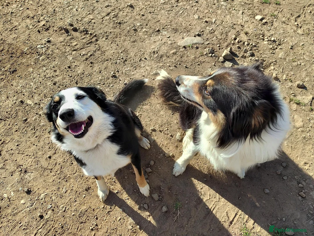 Border Collie dogs for sale: Border Collie Pups - Advert 2