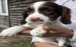 Sprocker dogs for sale: Beautiful Litter of Sprocker Spaniel Puppies - Image 3