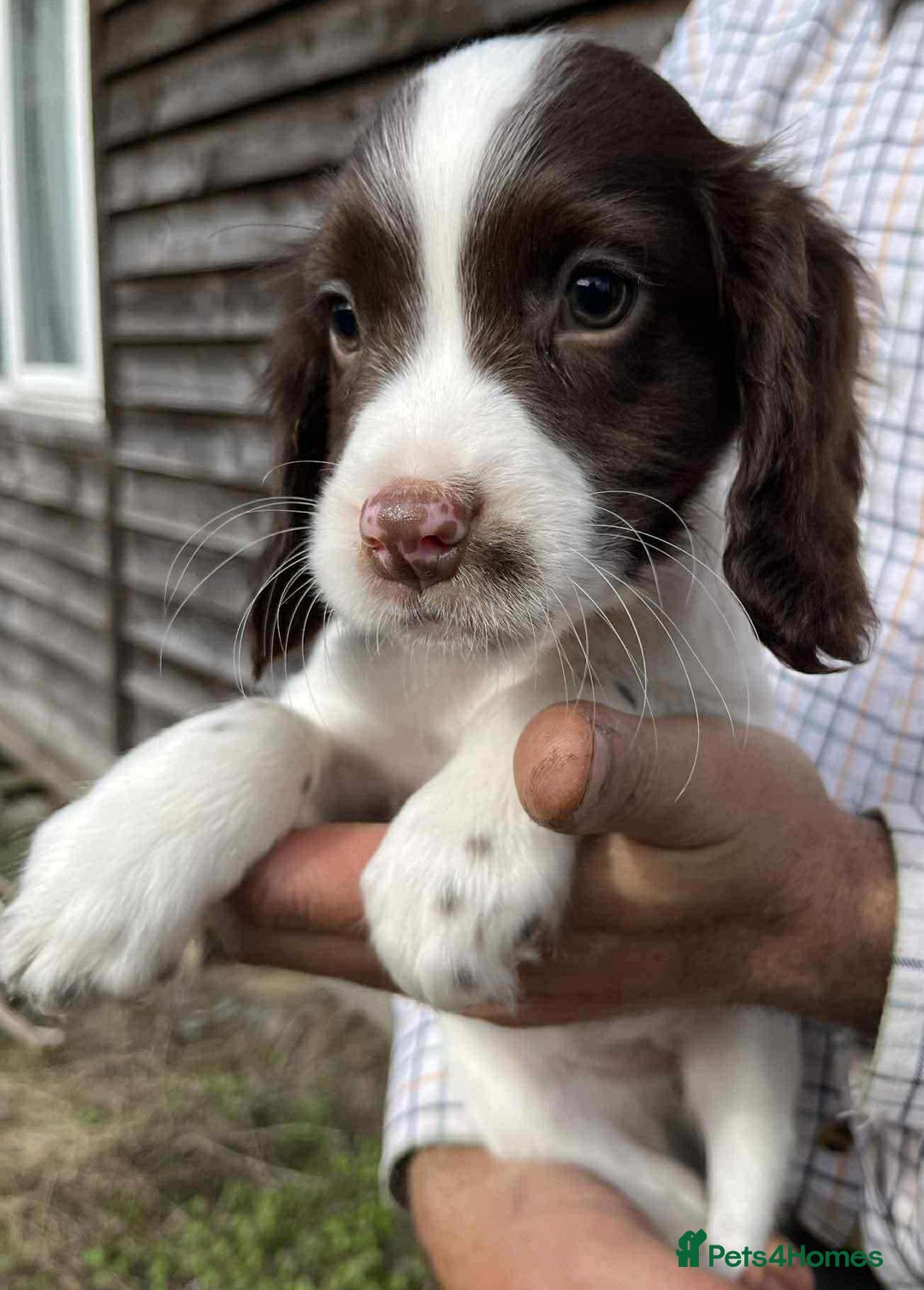 Sprocker dogs for sale: Beautiful Litter of Sprocker Spaniel Puppies - Image 3