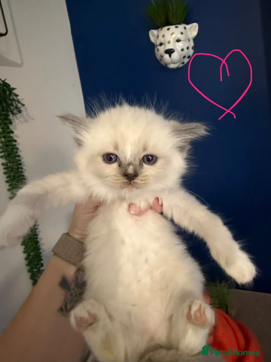 Ragdoll cats for sale: Beautiful kittens ready now  - Advert 10