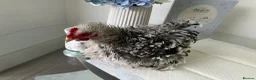 Chickens poultry for sale: Polish Cockerel - Advert 3