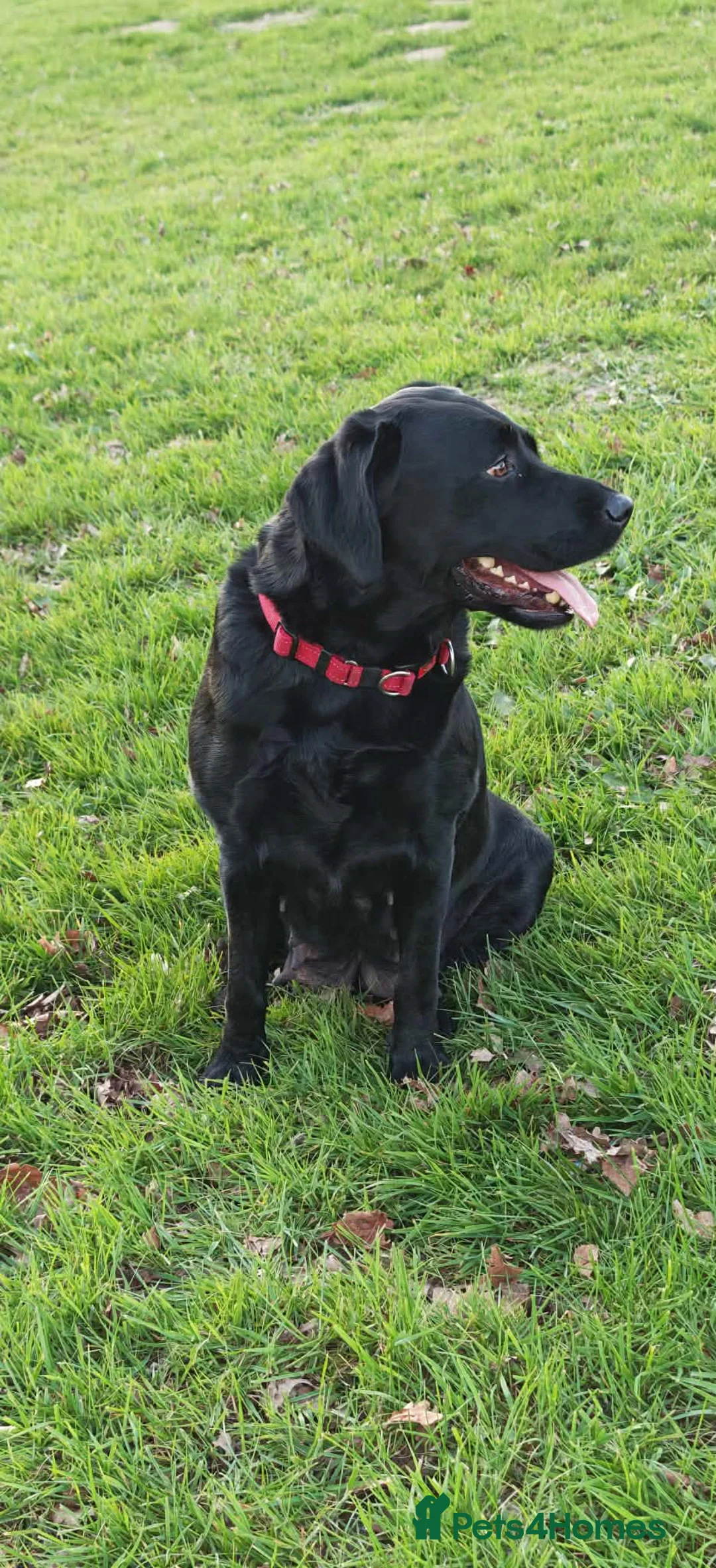 Labrador Retriever dogs for sale: 🐶 Last but Not Least – One Gorgeous Puppy Left 🐶 - Advert 5