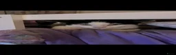 Domestic Shorthair cats for sale: 2 8 month old unneutered male cats  in Stockport - Advert 3