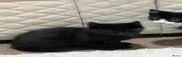 Mixed Breed cats for sale: 🐾 Lovely Kittens Looking for Their Forever Homes - Advert 1