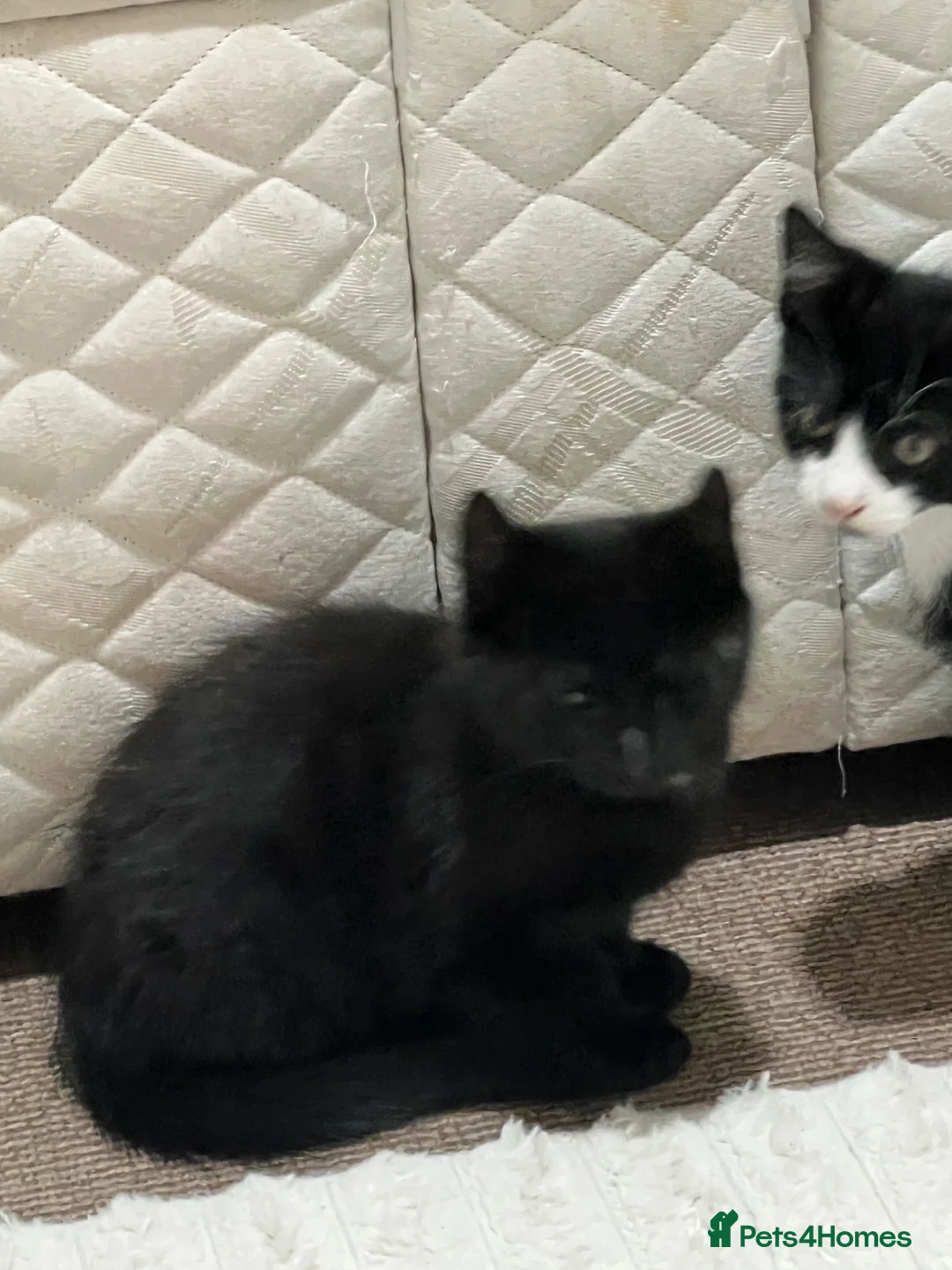 Mixed Breed cats for sale: 🐾 Lovely Kittens Looking for Their Forever Homes - Advert 1