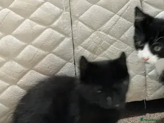 Mixed Breed cats 🐾 Lovely Kittens Looking for Their Forever Homes - Advert 4