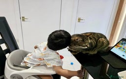 Arabian Mau cats for adoption: Loving Retirement Home in Scotland - Image 4