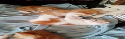 Mixed Breed cats for sale: Ginger kittens - Advert 2