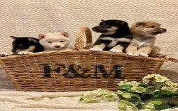 Japanese Shiba Inu dogs for sale: 🐾 Beautiful Japanese Shiba Inu Puppies  - Image 1