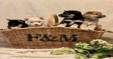 Japanese Shiba Inu dogs - Advert 3