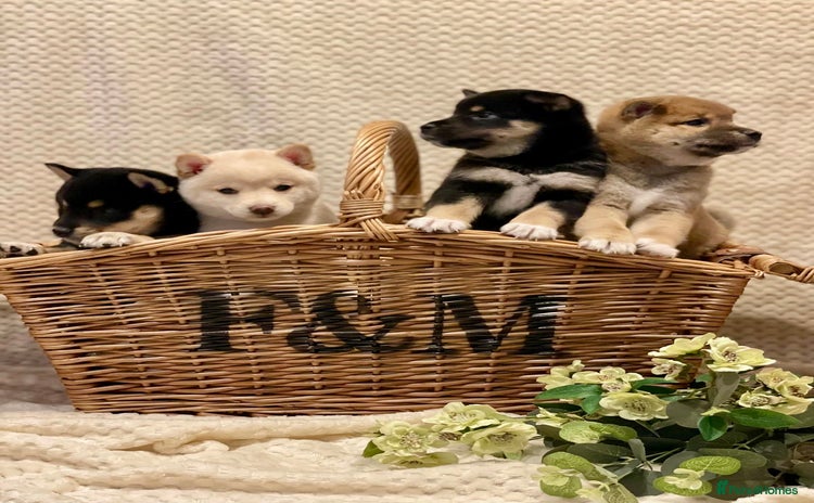 Japanese Shiba Inu dogs - Advert 1