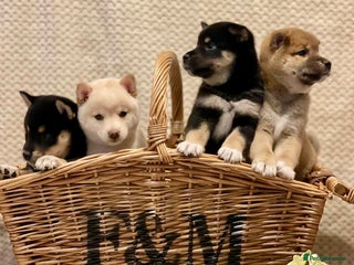 Japanese Shiba Inu dogs - Advert 1