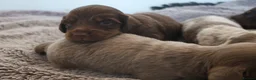 Miniature Dachshund dogs for sale: Beautiful KC long haired miniature dachshunds in Grays - Advert 7