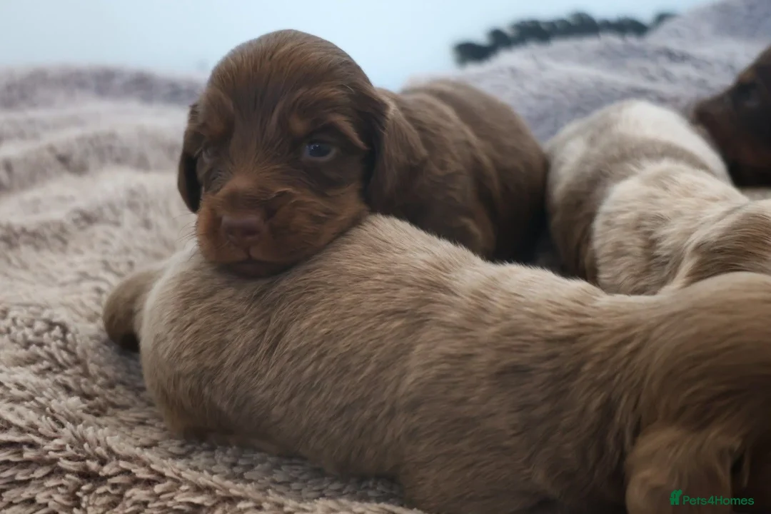Miniature Dachshund dogs for sale: Beautiful KC long haired miniature dachshunds in Grays - Advert 7