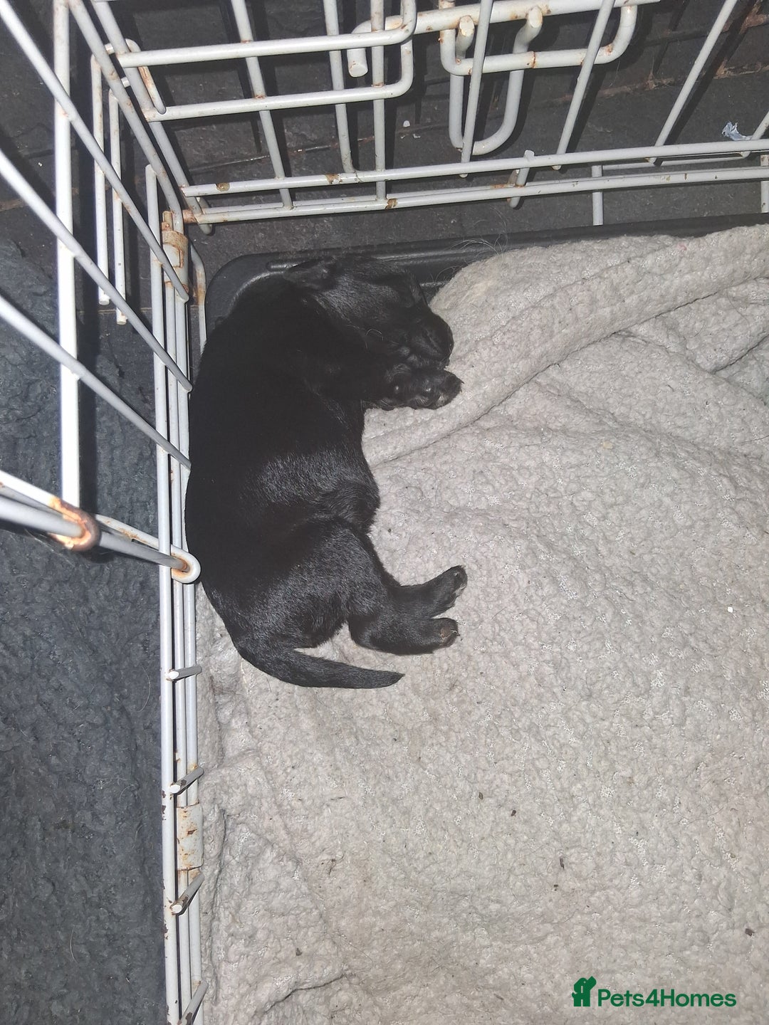 Mixed Breed dogs for sale: 5 staff x cockapoo pups  - Advert 18