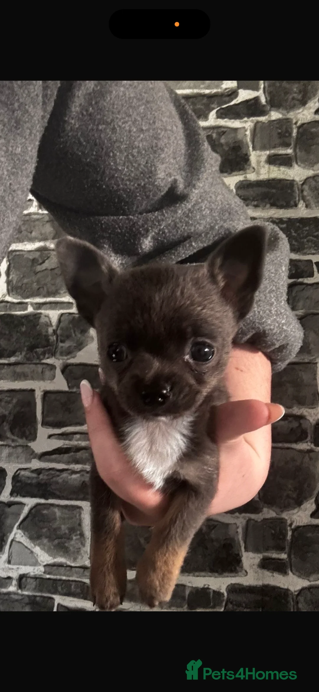 Chihuahua dogs for sale: Tri boy ready now.  - Advert 2